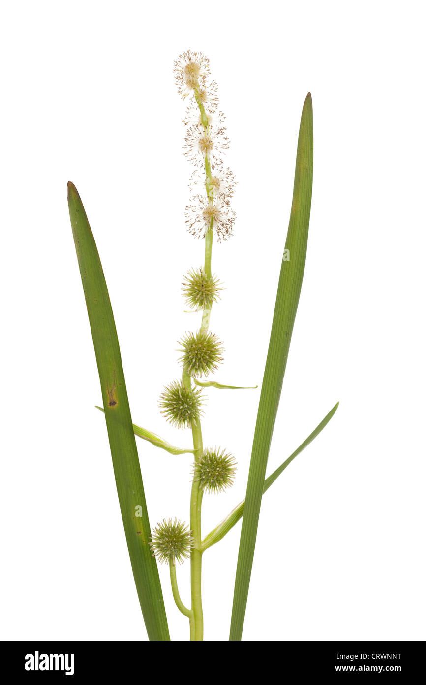 stachelige Blume Sparganium Erectum auf weißem Hintergrund Stockfoto