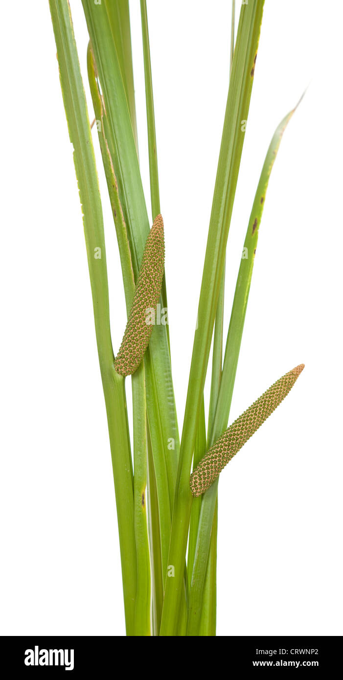 grünes Blatt Calamus mit Blütenstand auf weißem Hintergrund Stockfoto