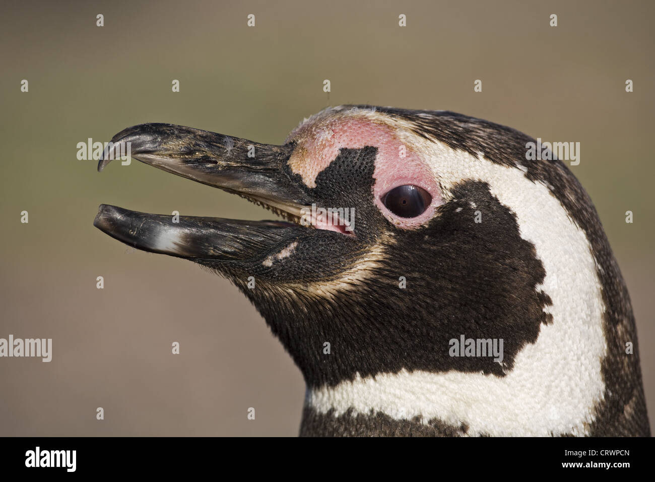 Magellan-Pinguin Stockfoto