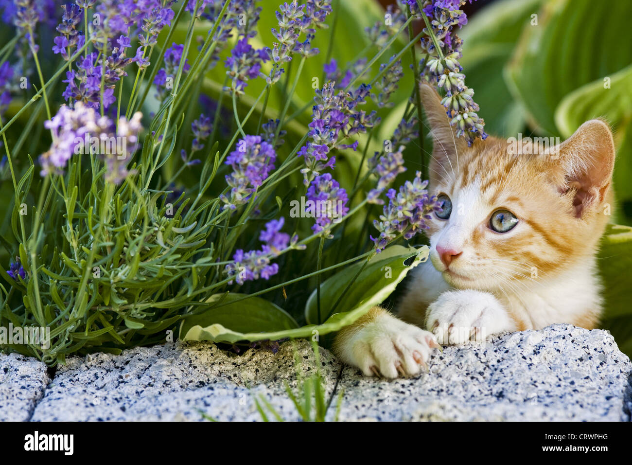 Kätzchen im Garten erkunden Stockfoto