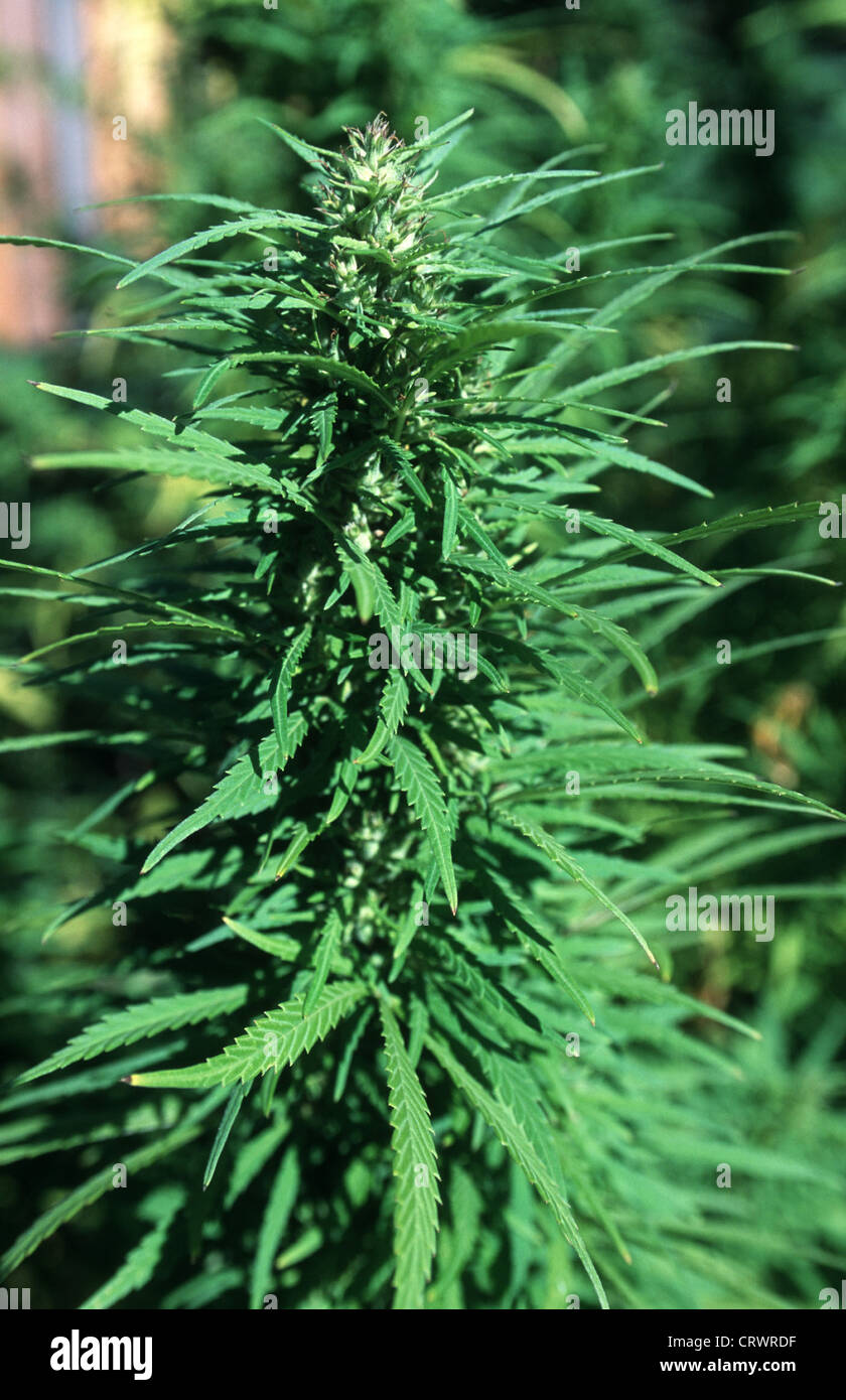 Cannabis plant Fotos und Bildmaterial in hoher Auflösung Alamy