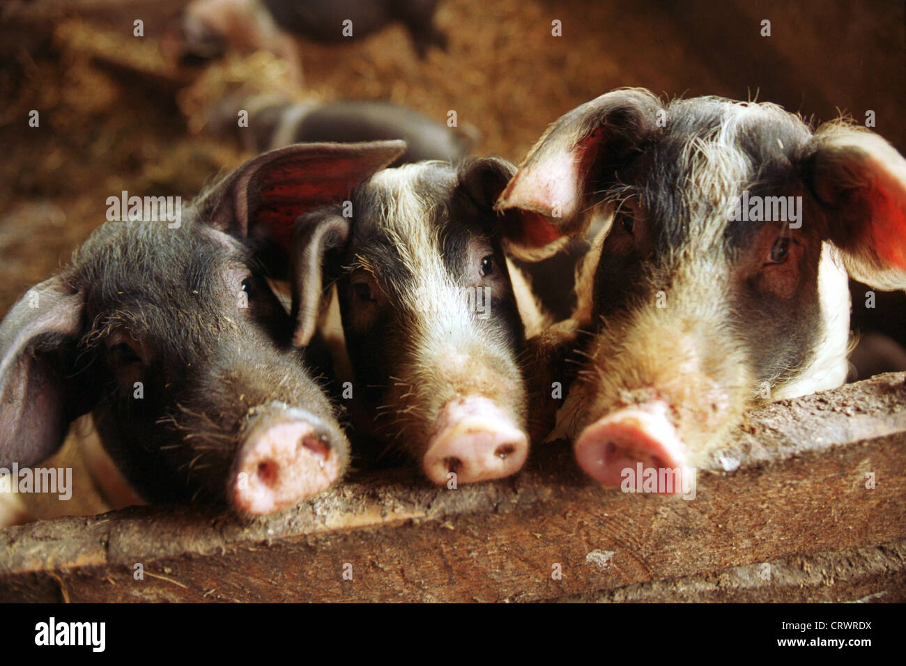 Sattel-Schwein im Schweinestall Stockfoto