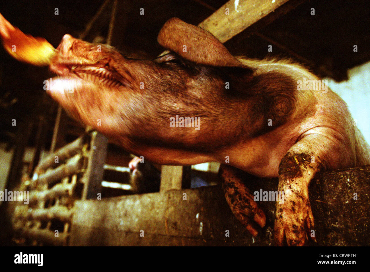 Sattel-Schwein im Schweinestall Stockfoto