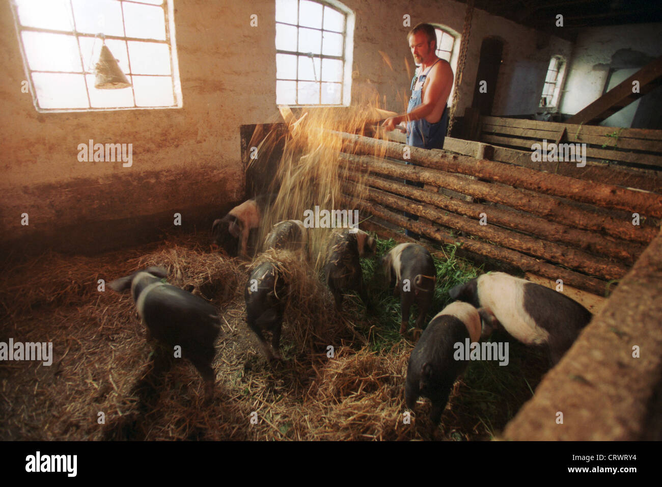Der Bauer in der Fütterung Sattel Schweine im Schweinestall Stockfoto
