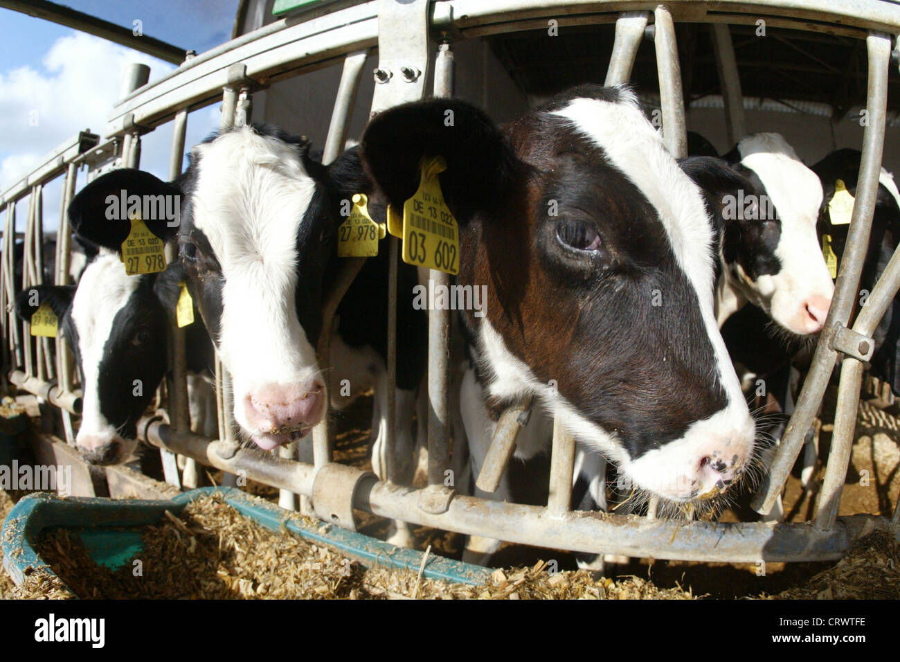 Kälber im Stall des Dorfes Milchviehbetrieb Prangen Stockfoto