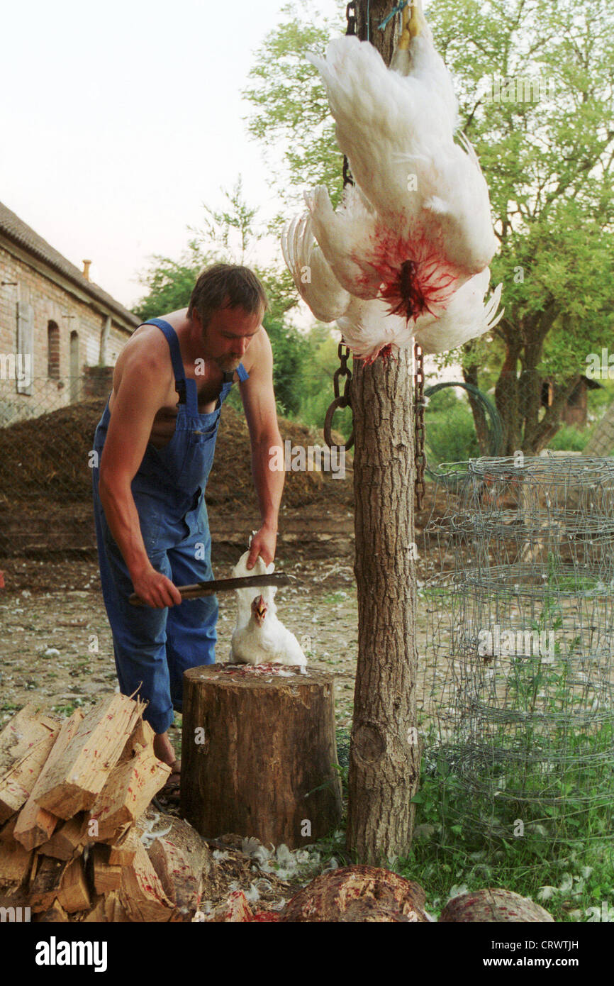 Geschlachtete hühner Fotos und Bildmaterial in hoher Auflösung Alamy