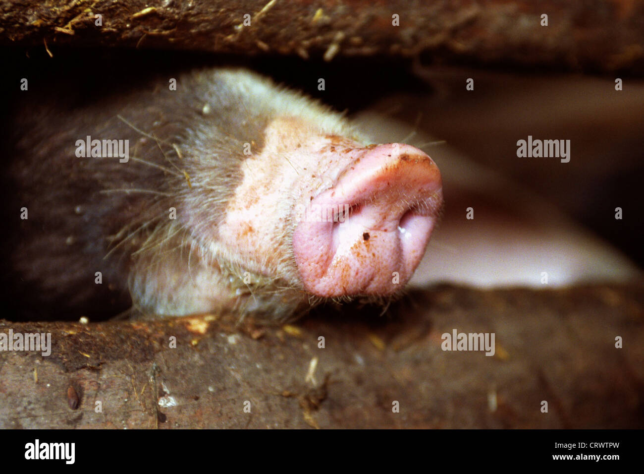Die Nase des Schweins Sattel Stockfoto