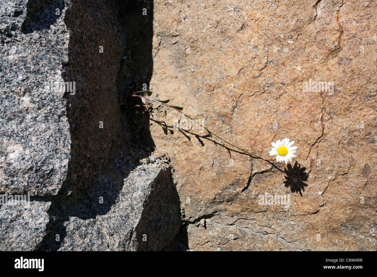 einzelne Oxeye Gänseblümchen blühen auf Felsen, Finnland Stockfoto