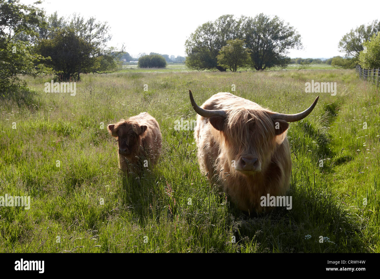 Hochlandrinder Weiden auf Pulfin Naturschutzgebiet, East Yorkshire, UK Stockfoto