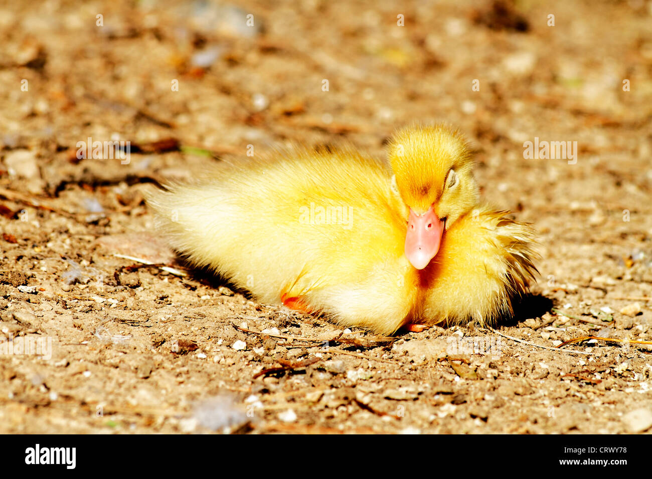 Szene-Ente-Küken in ihrem natürlichen Lebensraum Stockfoto