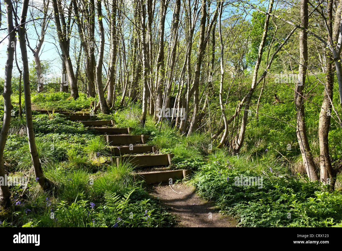 Glockenblumen und Schritte in Middleton Wäldern, Ilkley Stockfoto