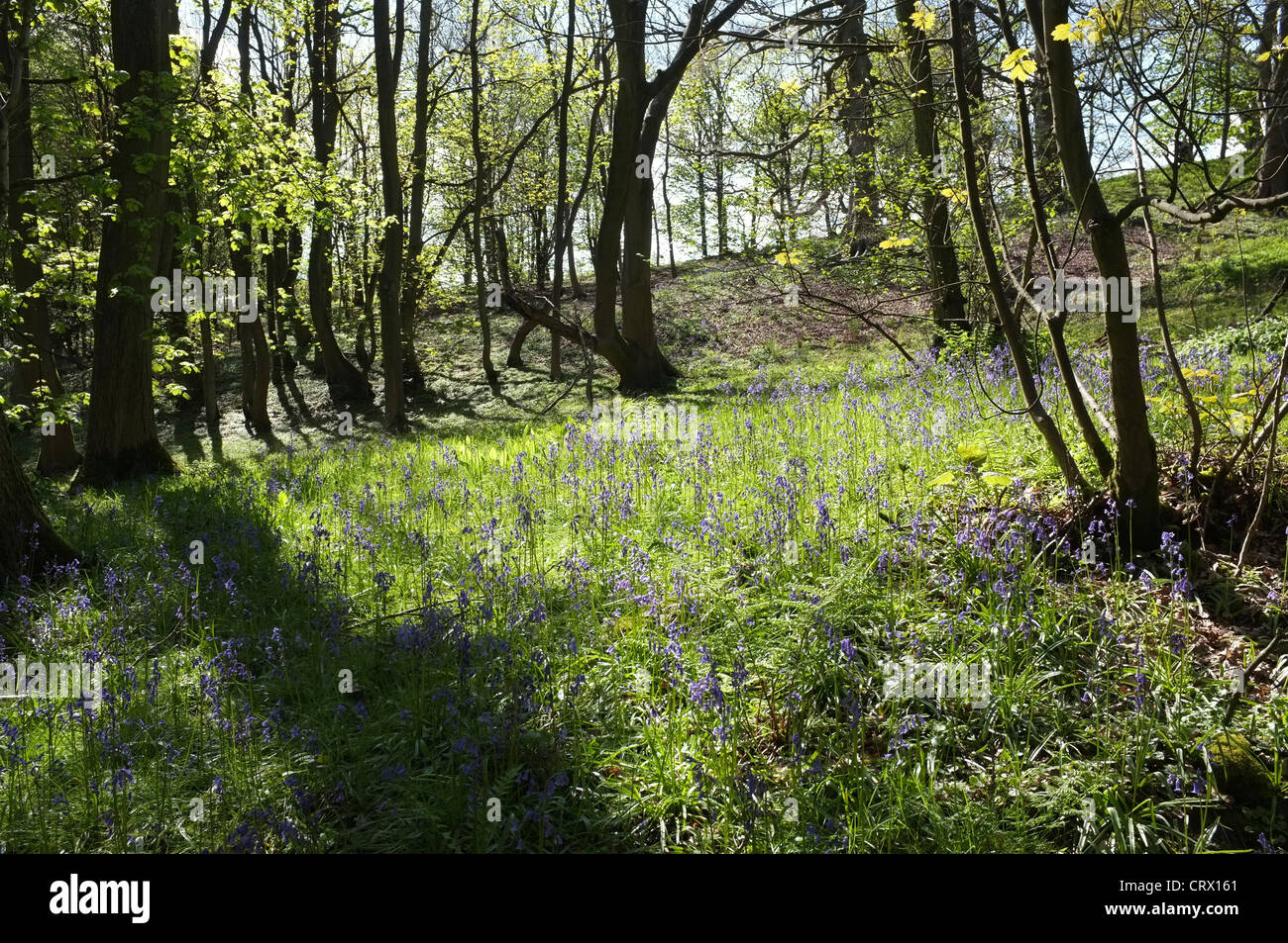 Glockenblumen in Middleton Wäldern, Ilkley Stockfoto