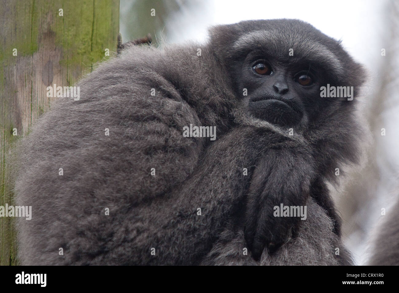 starren Javan gibbon Stockfoto