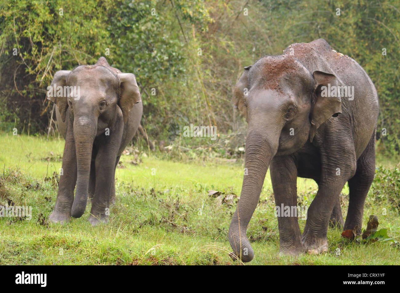 Mutter und Baby asiatische Elefanten Stockfoto