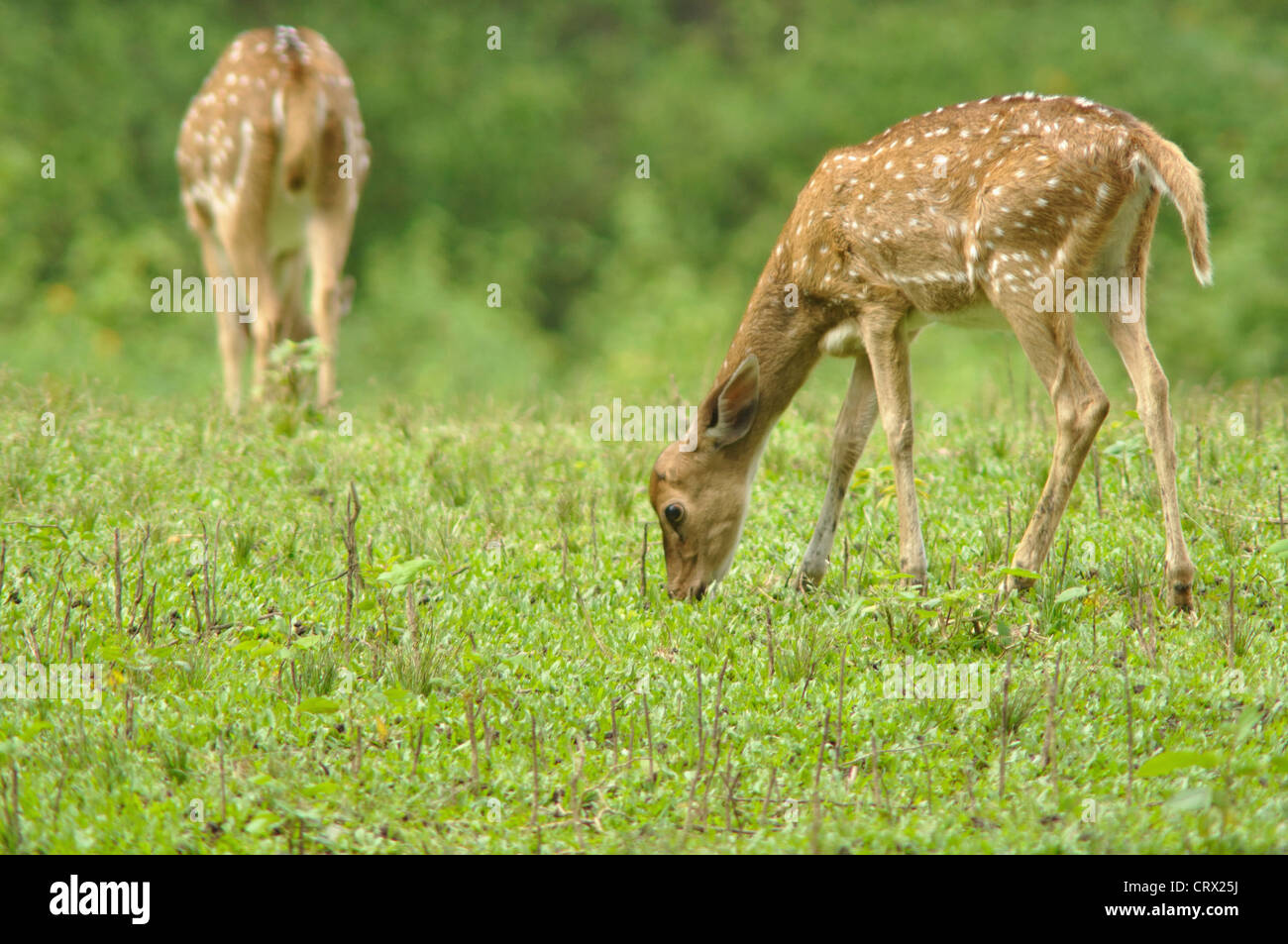 Chital - Fawn gefleckte Rehe Stockfoto