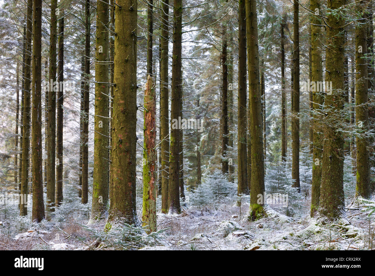 Schnee bestäubt Kiefer Wald an Fernworthy Wald, Nationalpark Dartmoor, Devon, England. Winter (Februar) 2010. Stockfoto