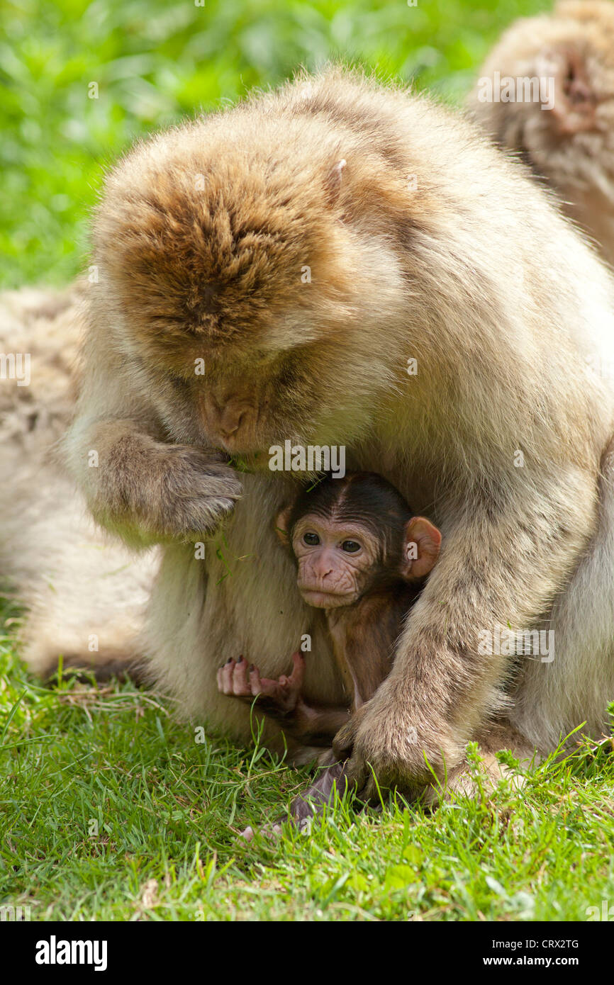 Berberaffe (Macaca Sylvanus) mit Cub, Serengeti-Park Hodenhagen, Niedersachsen, Deutschland Stockfoto