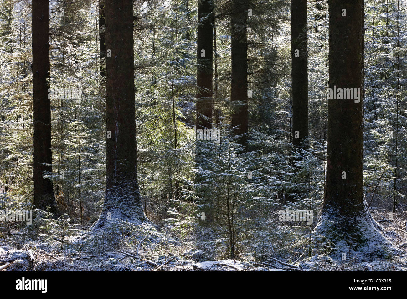 Abstauben der Schnee in einem Kiefer-Wald, Fernworthy, Dartmoor, Devon, England. Winter (Februar) 2010. Stockfoto