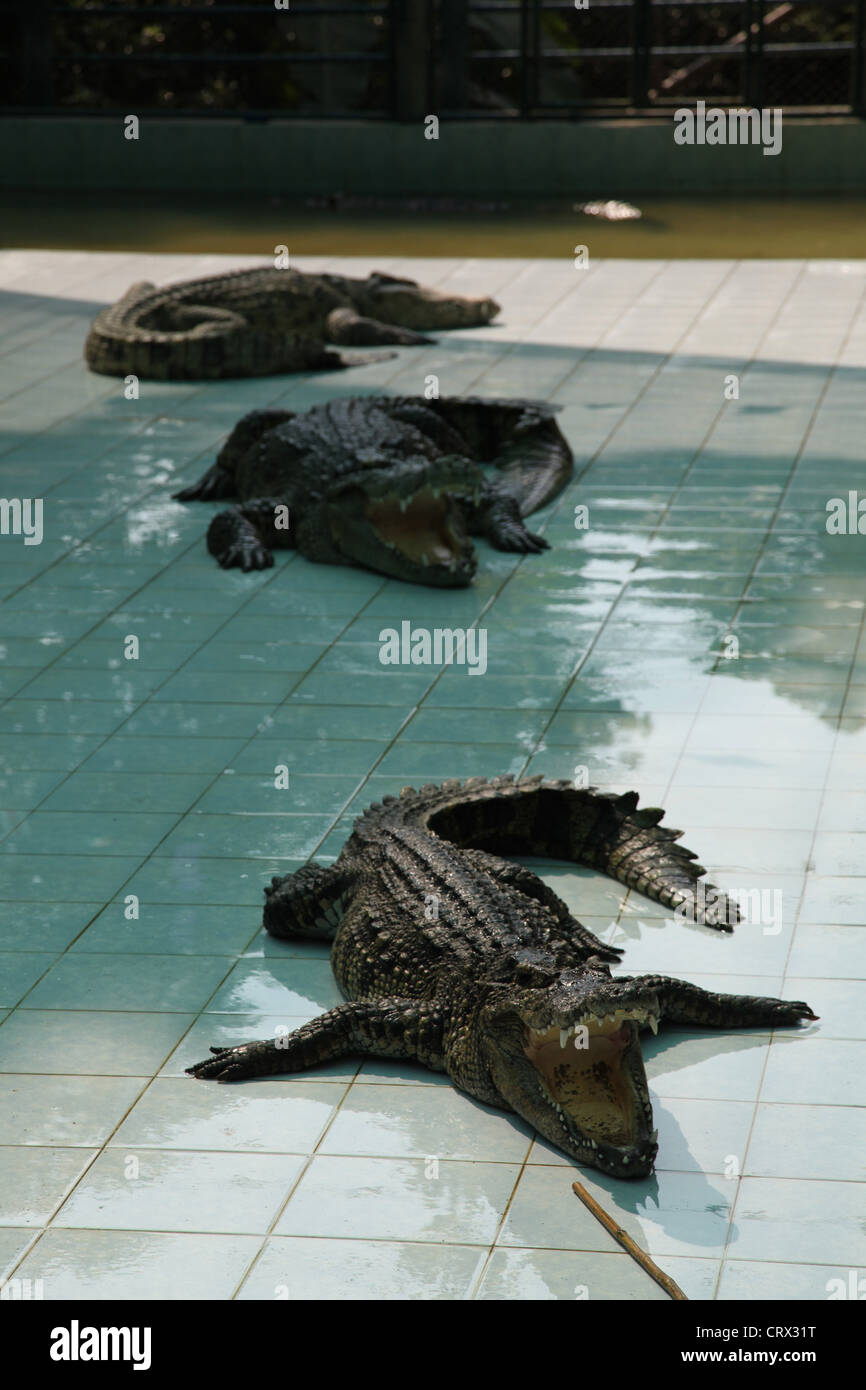 Es ist ein Foto von einer Show für Touristen mit lebendig Krokodile in Koh Samui in Thailand. Dort eine erneute in einem sicheren, geschützten Schwimmbad Stockfoto