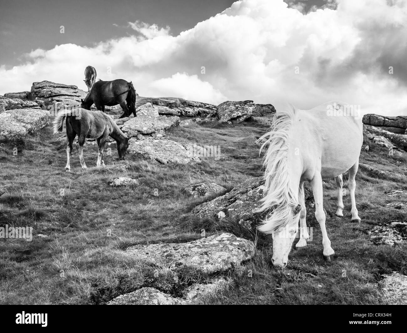 Dartmoor Ponys am Sheeps Tor im Dartmoor National Park Stockfoto