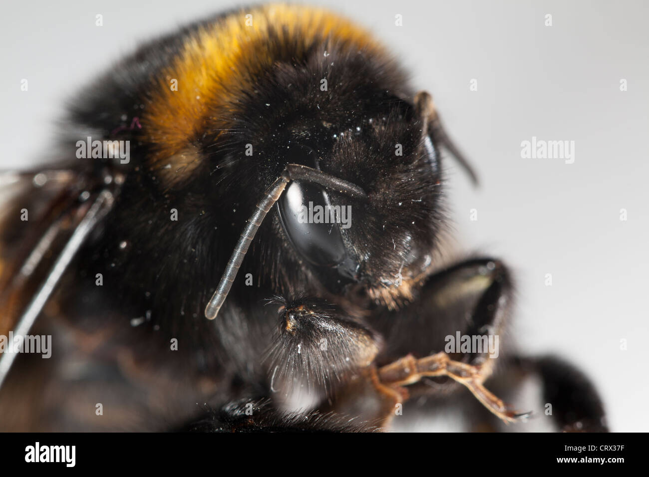 Hummel (Makro) (Bombus, Apidae) Stockfoto