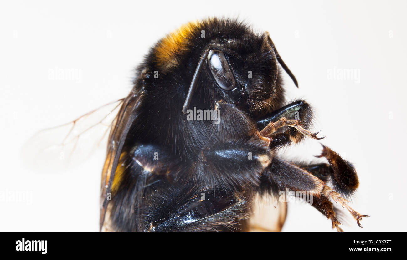Hummel (Makro) (Bombus, Apidae) Stockfoto