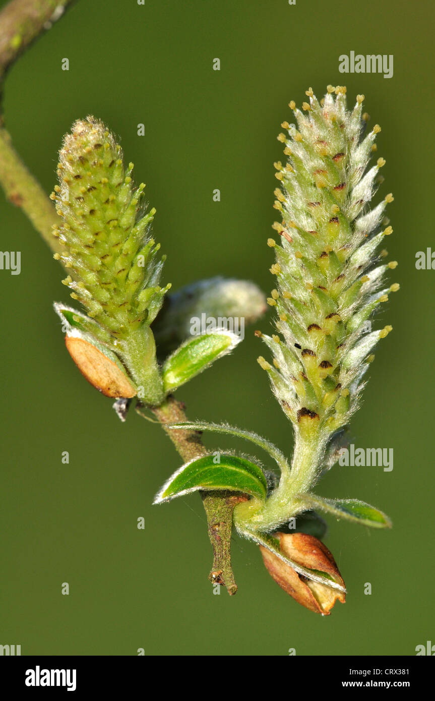 grau Weide Salix Cinerea weibliche catkin Stockfoto