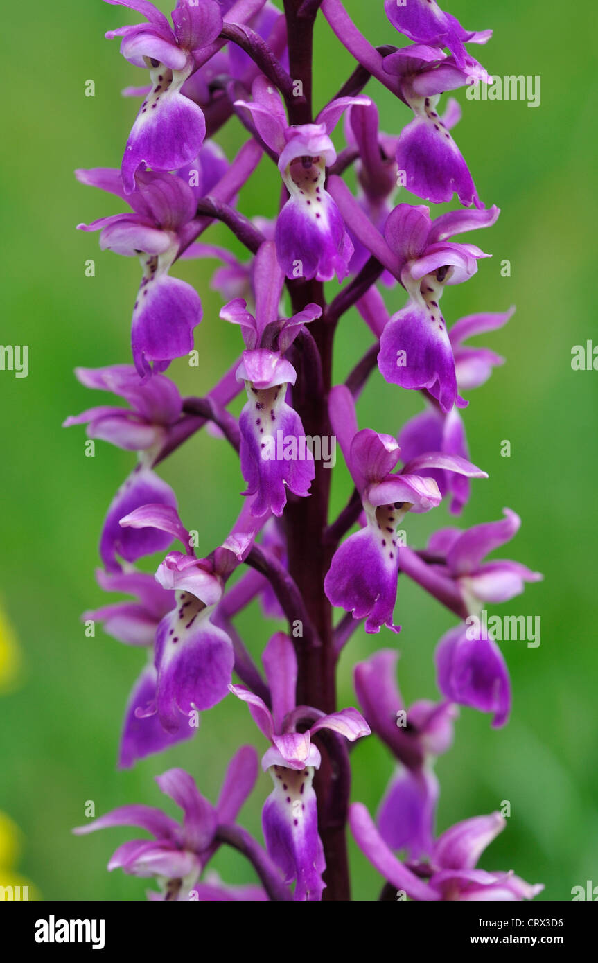 frühe lila Orchidee Orchis Mascula Nahaufnahme Blume Stockfoto