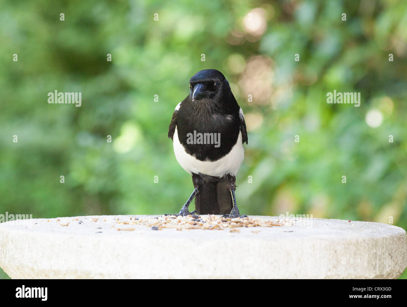 Schwarz-weiße Europäische Elster (Pica pica) auf Steinvogeltisch sitzend, mit Vogelfutter-Samen füttert, Garten in Surrey, Südostengland (Einwohner) Stockfoto