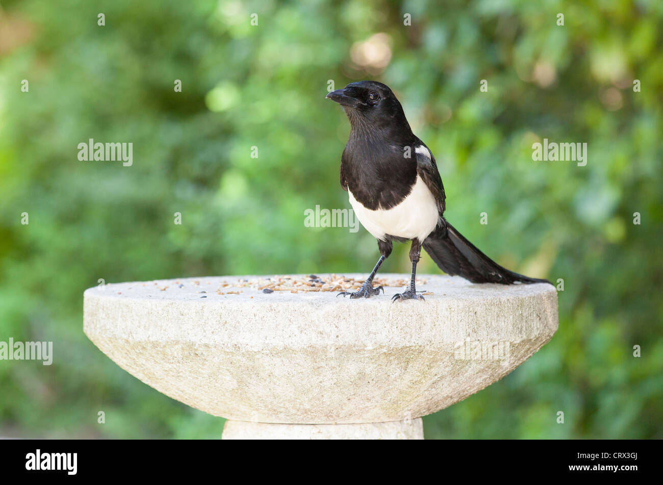 Schwarz / weiß Europäische Elster (Pica Pica) stehend auf Stein Futtertisch Fütterung auf Essen Vogelfutter in einem englischen Garten, Surrey, Südostengland Stockfoto