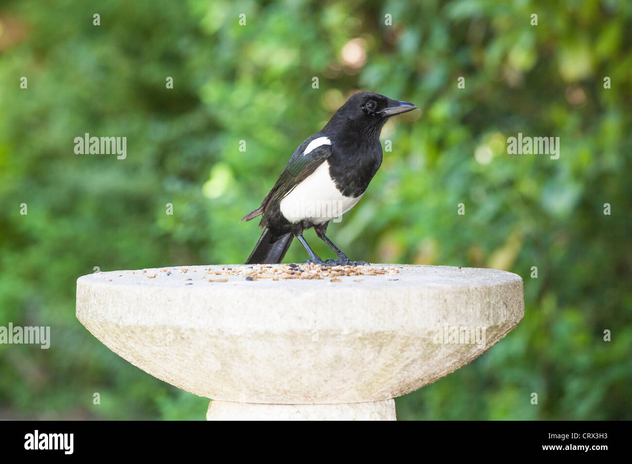 Elster auf Stein Vogel Tisch: Europäische Elster (Pica Pica) Stockfoto