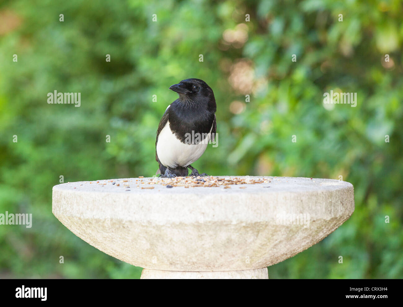 Schwarz-weiße Europäische Elster (Pica pica) auf Steinvogeltisch sitzend, mit Vogelfutter-Samen füttert, Garten in Surrey, Südostengland (Einwohner) Stockfoto
