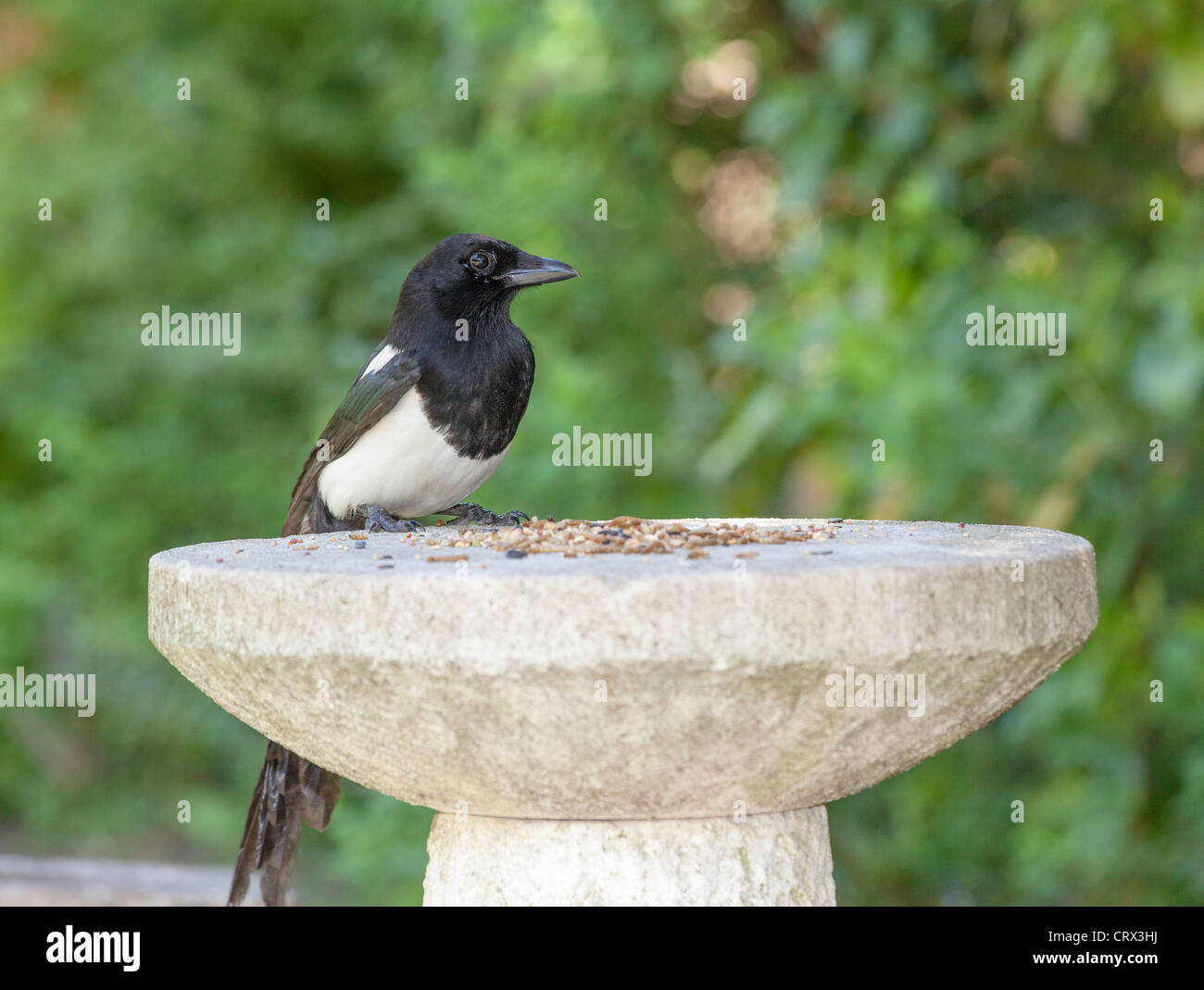 Schwarz / weiß Europäische Elster (Pica Pica) stehend auf Stein Futtertisch Fütterung auf Essen Vogelfutter in einem englischen Garten, Surrey, Südostengland Stockfoto