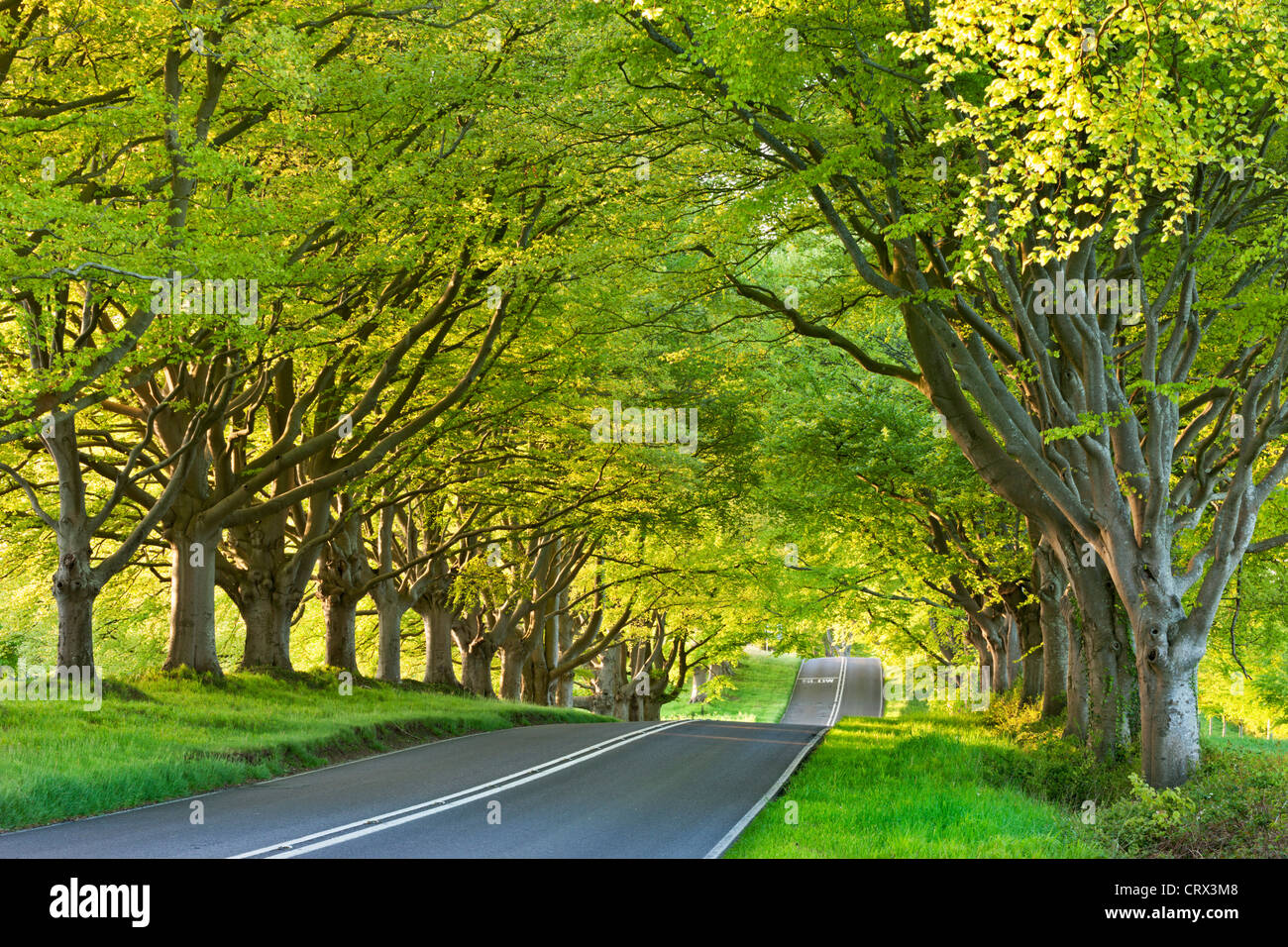 Buche von Bäumen gesäumten Straße im Frühling, Nr Wimborne, Dorset, England. Frühjahr 2012 (Mai). Stockfoto