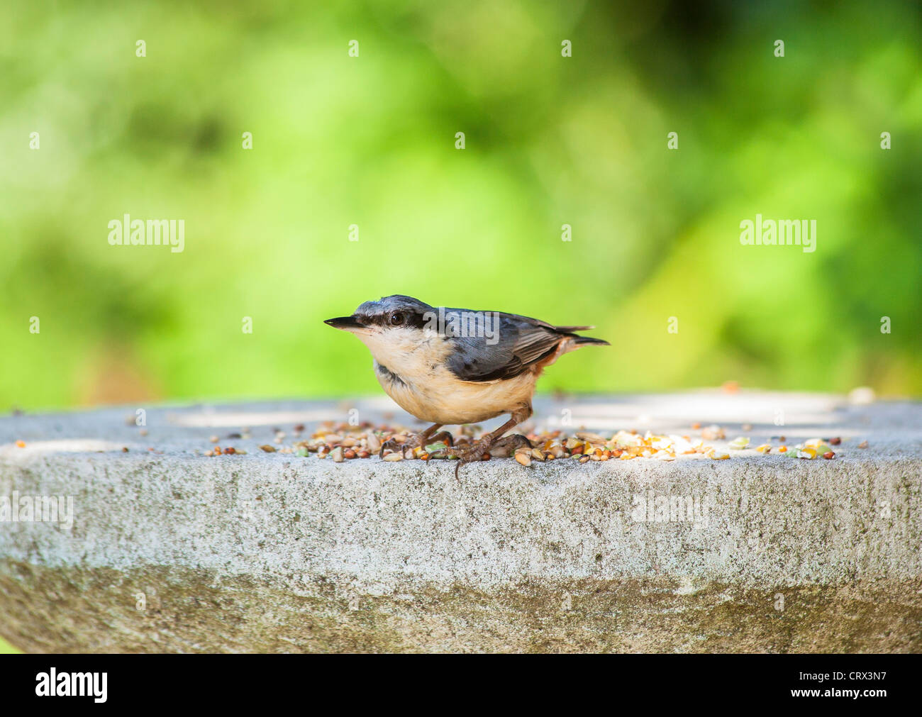 Kleiner eurasischer Nuthatch (Sitta europaea), der auf einem Steinvogeltisch in einem englischen Garten, Surrey, Südostengland, Samen füttert (Einwohner) Stockfoto