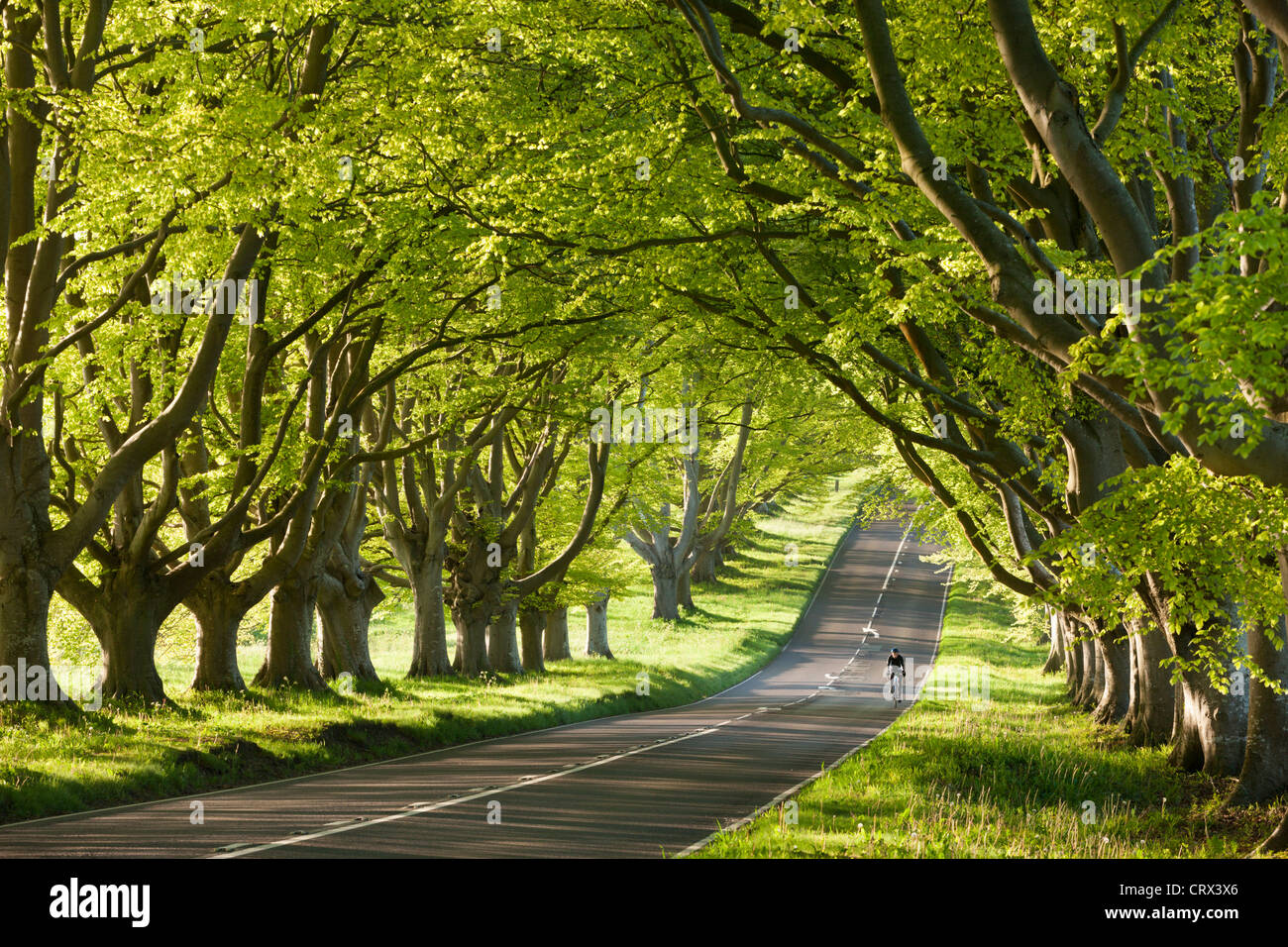 Radsportler, die entlang einer schönen Buche gesäumten Feldweg, Wimborne, Dorset, England. Frühjahr 2012 (Mai). Stockfoto