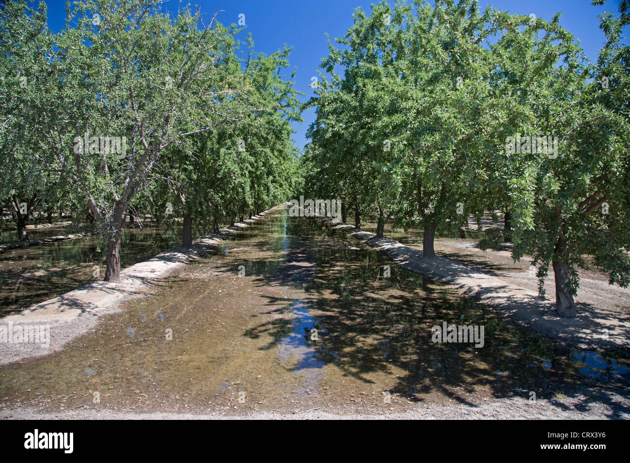Buttonwillow, Kalifornien - Obstgarten von Bäumen im San Joaquin Valley wird geflutet, um die Bäume zu bewässern. Stockfoto