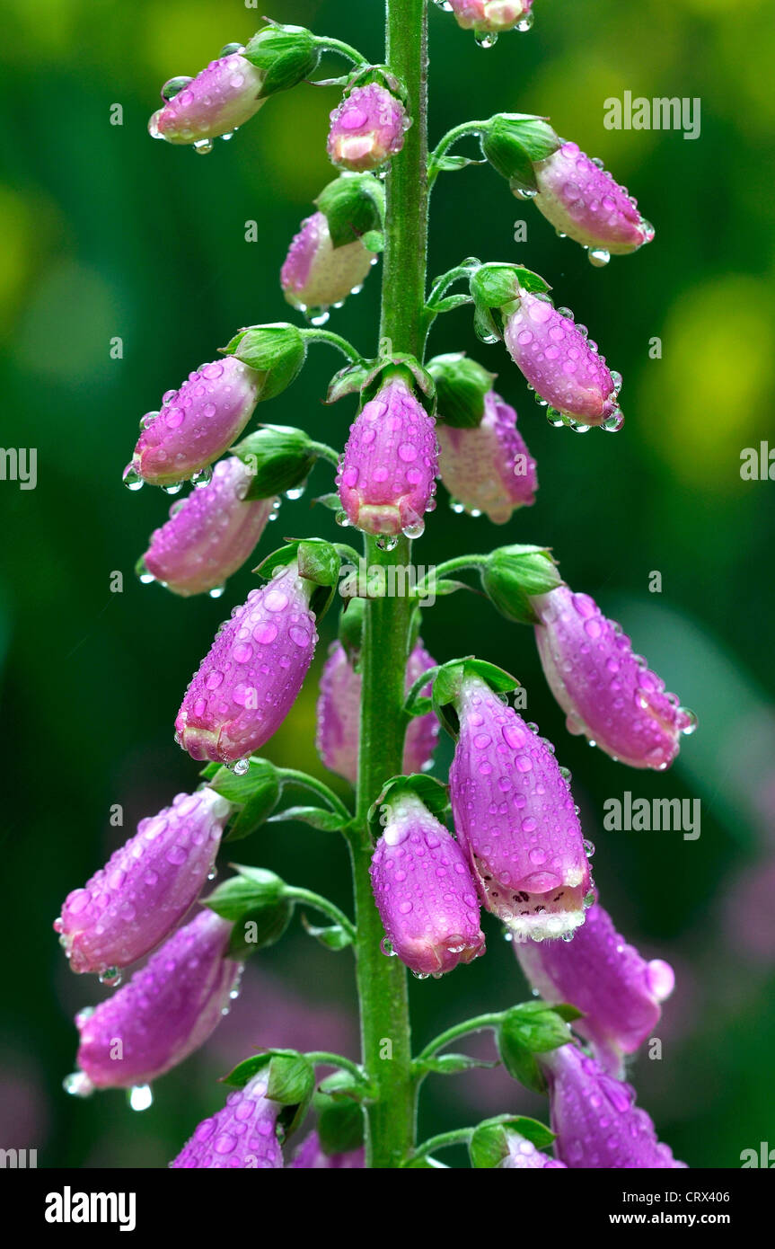 Fingerhut Digitalis Purpurea Porträt Stockfoto