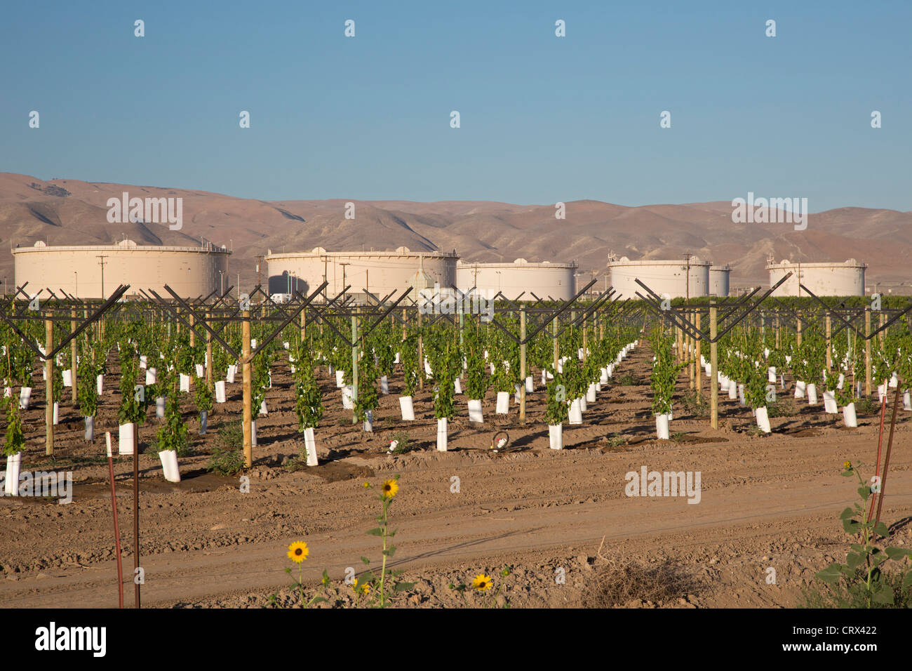 Maricopa, Kalifornien - eine neu gepflanzte Weinberg in der Nähe gelegenen Öllagertanks im San Joaquin Valley. Stockfoto