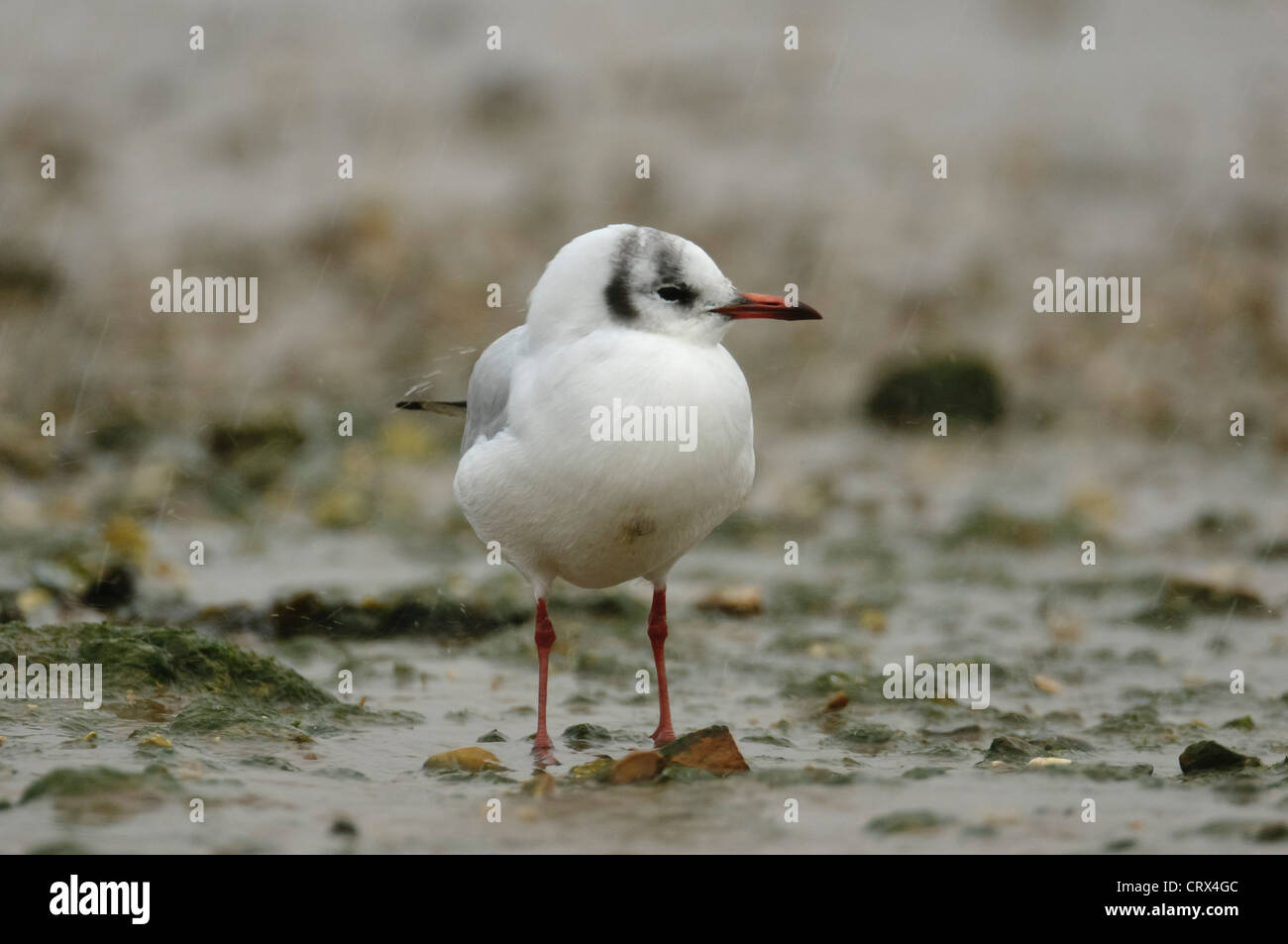 Lachmöwe (Larus Ridibundus) im Regen stehen. Norfolk. November. Stockfoto