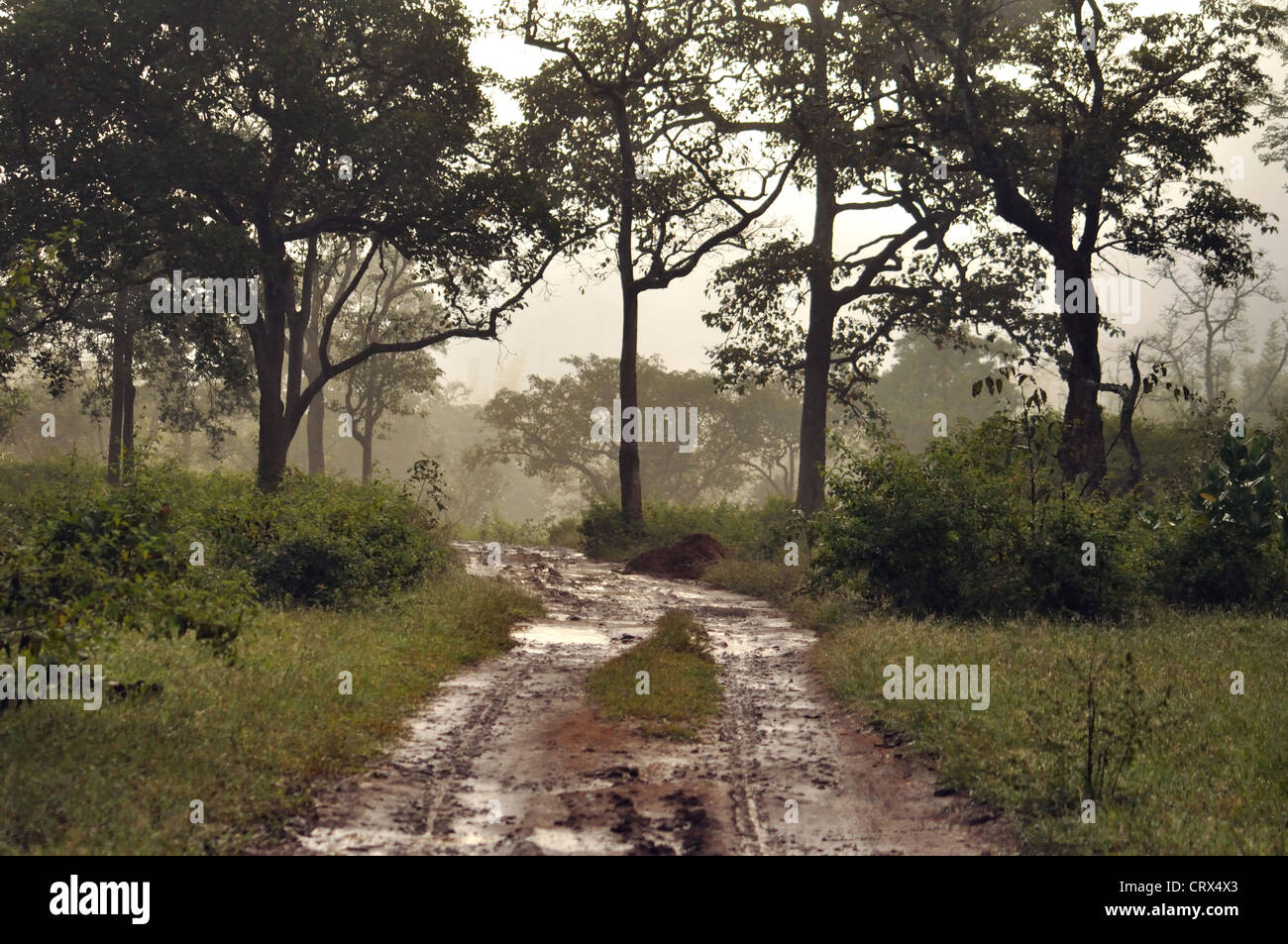Straße im Dschungel / Monsun im Dschungel Stockfoto