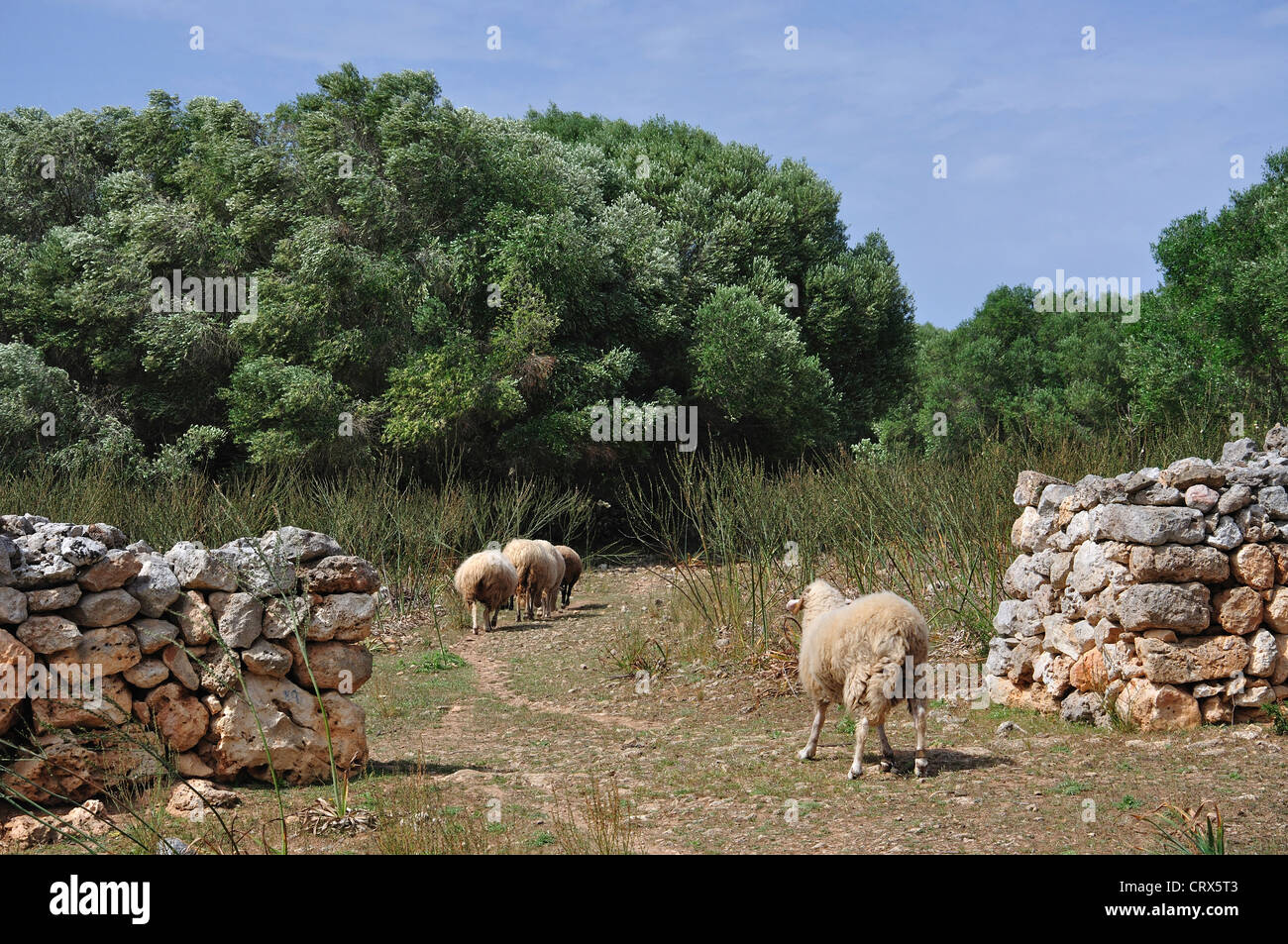 Eingang zu dem prähistorische, archäologische Gelände von Trepucó, in der Nähe von Mahon, Menorca, Balearen, Spanien Stockfoto