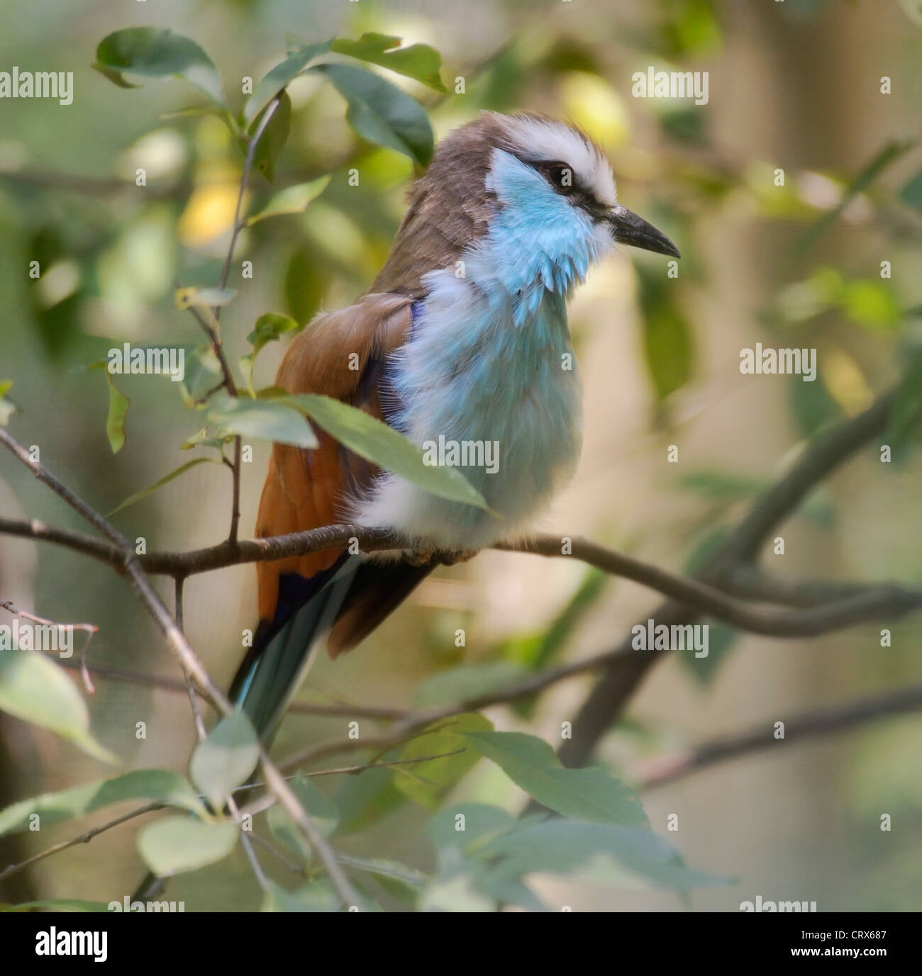 Schläger Tailed Roller Vogel, Close Up Stockfoto