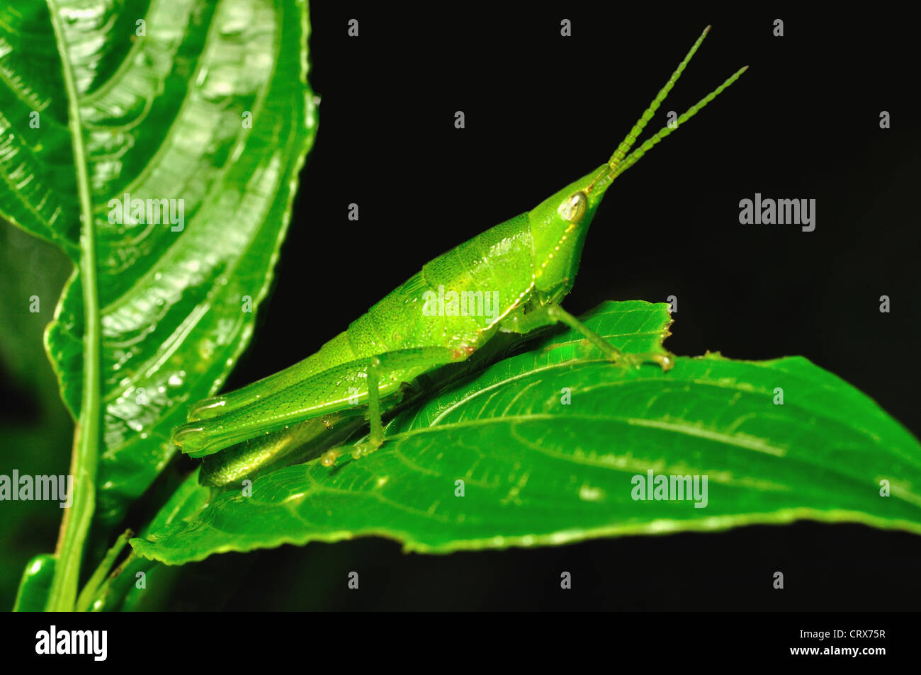 Grass Hopper. Der Grasshopper ist ein Insekt von der Unterordnung Caelifera in der Reihenfolge Orthopteren. Stockfoto