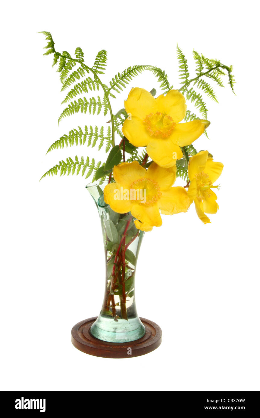 Gelbe Hypericum Blumen und grünem Farn Wedel in einer Glasvase isoliert gegen weiß Stockfoto