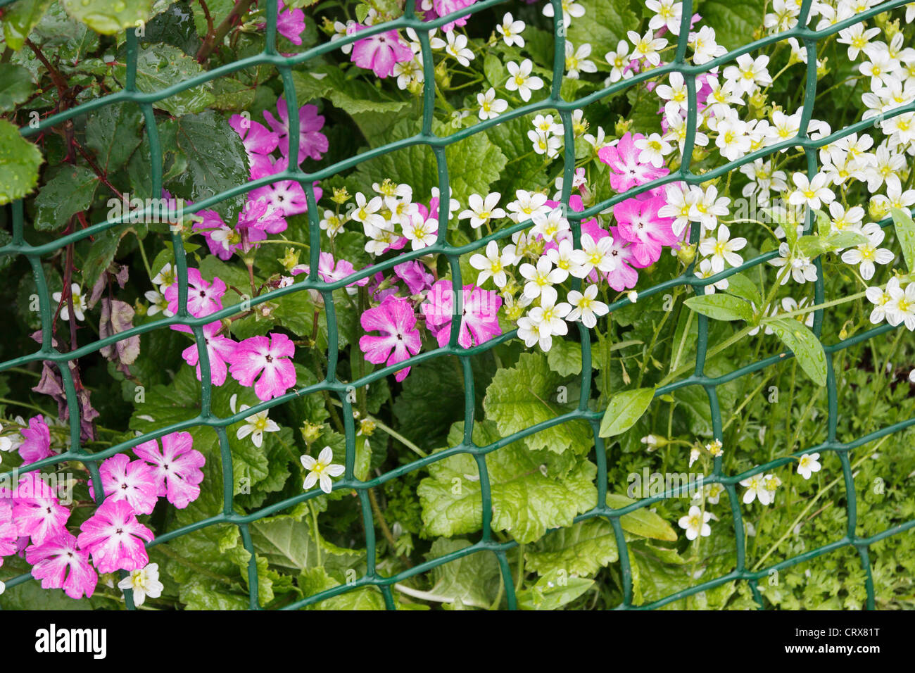 Rosa und weiße Gartenblumen hinter einem grünen Maschendrahtgeflecht-Raster Stockfoto