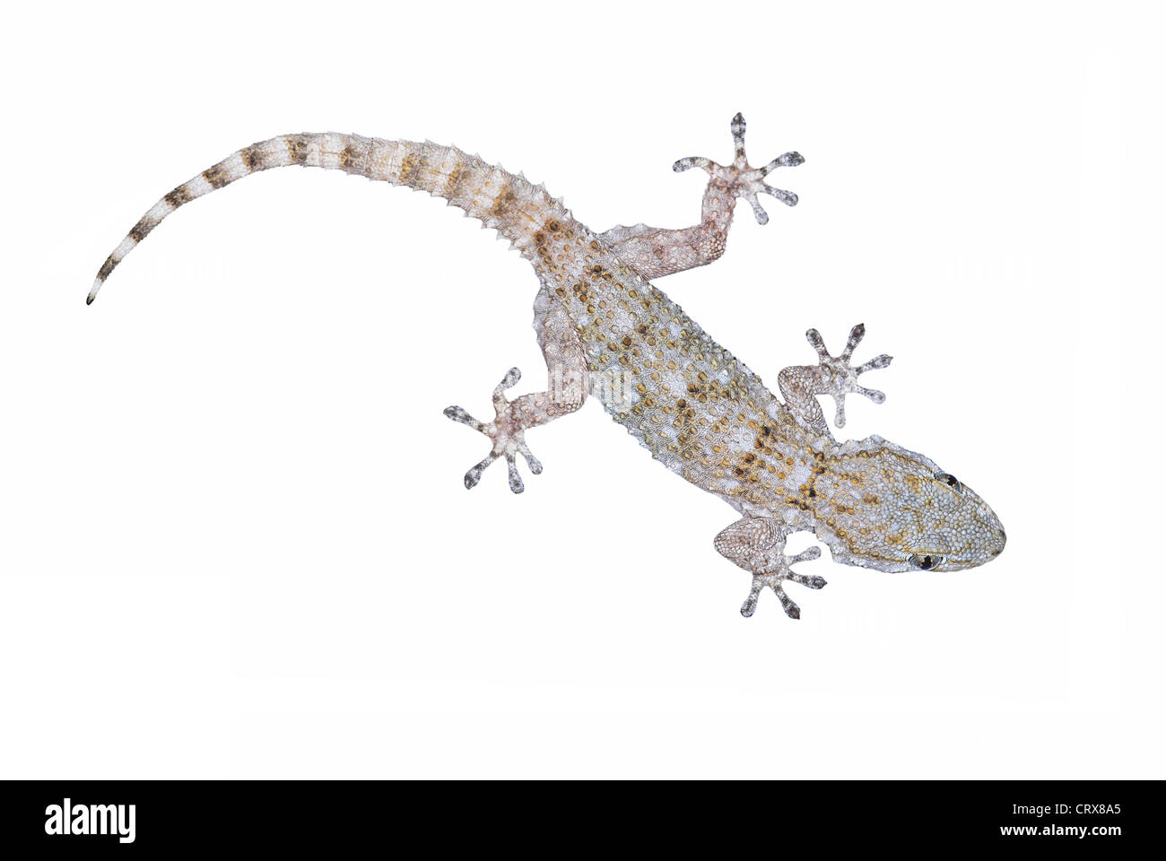 Europäischen gemeinsamen Gecko, Tarentola mauritanica Stockfoto