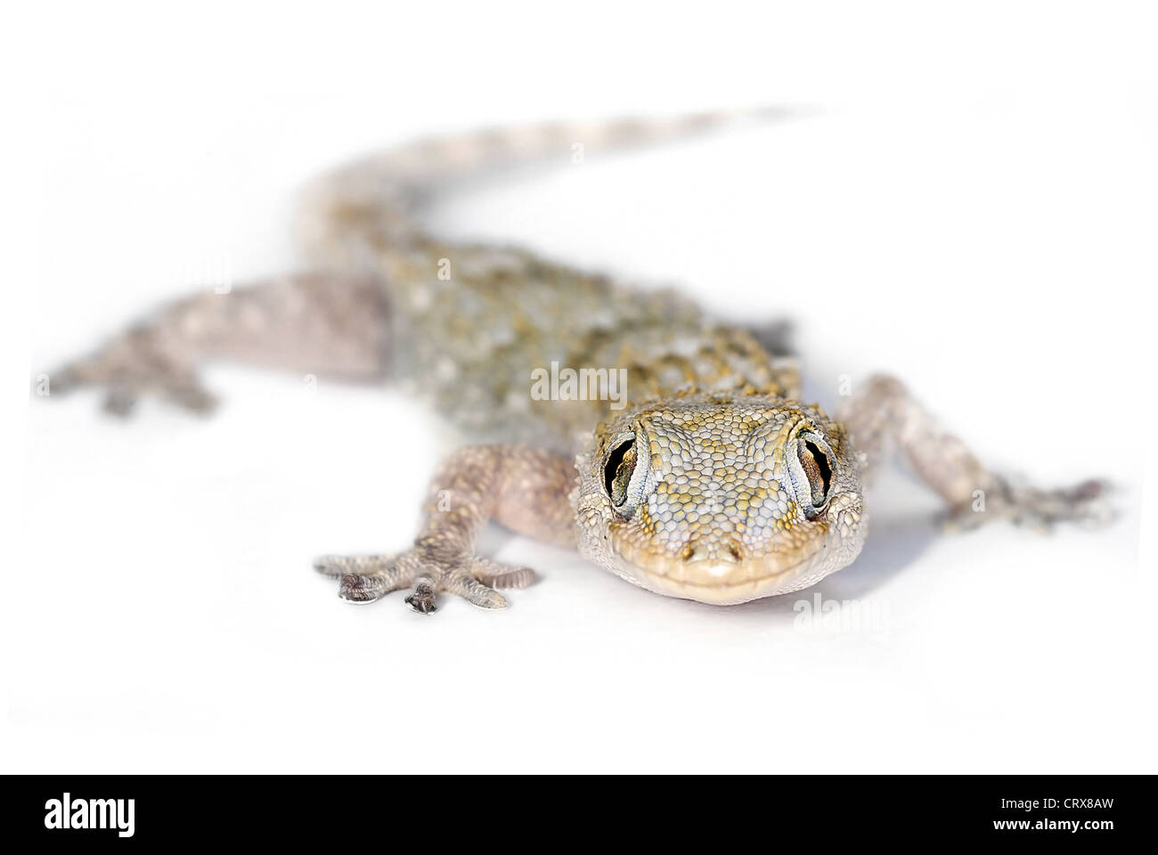 Europäischen gemeinsamen Gecko Blick auf Sie, mit selektiven Fokus auf Augen Stockfoto