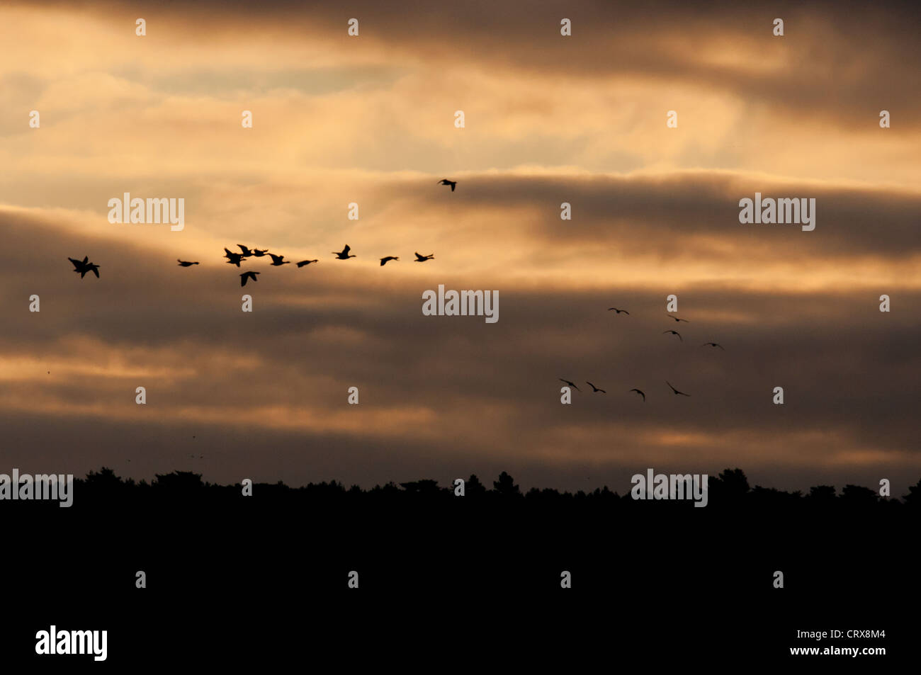 Pink-footed Goose (Anser Brachyrhynchus) bei Sonnenaufgang. Stockfoto