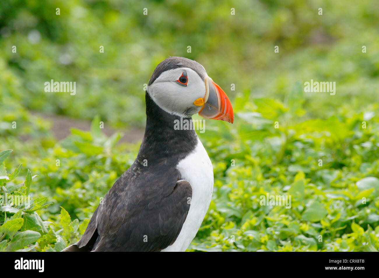 Gemeinsamen Papageientaucher, Puffin, Fratercula Arctica Stockfoto